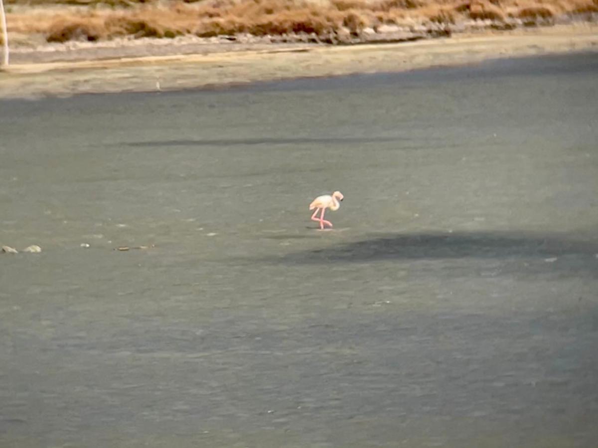 Parenthese Au Bord De L'Etang Lägenhet Bages  Exteriör bild